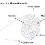 Importance of muscle mass for overall health