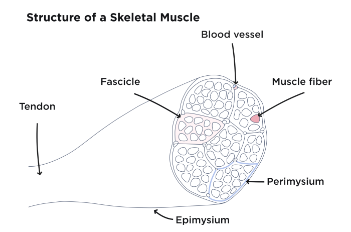 Importance of muscle mass for overall health
